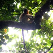 Satchari_NP_26