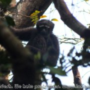 Lawachara_NP_12