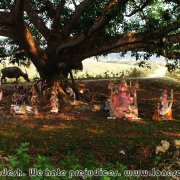 Srimangal_surroundings_06