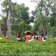 Srimangal_surroundings_22