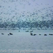 Tanguar_Haor_24
