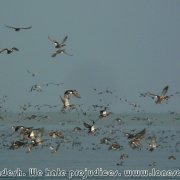 Tanguar_Haor_38