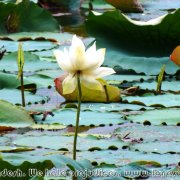 Ramsagar_NP_04
