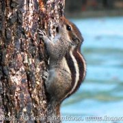 Shahid_Qumruzzaman_Central_Park_03