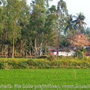 Hatikumrul_Navaratna_Temple_01
