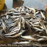 Fish_market_02