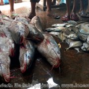 Fish_market_04