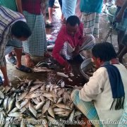 Fish_market_05