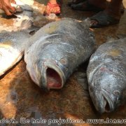 Fish_market_06