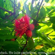 Himchari_NP_01