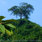 Himchari_NP_02