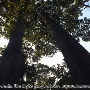 Himchari_NP_04