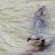 Otter_fishermen_01