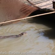 Otter_fishermen_27