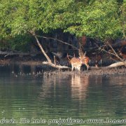 Sundarbans_04