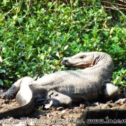 Sundarbans_11