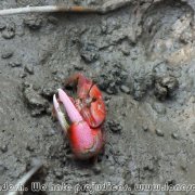 Sundarbans_16