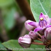 Sundarbans_26