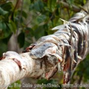 Sundarbans_37
